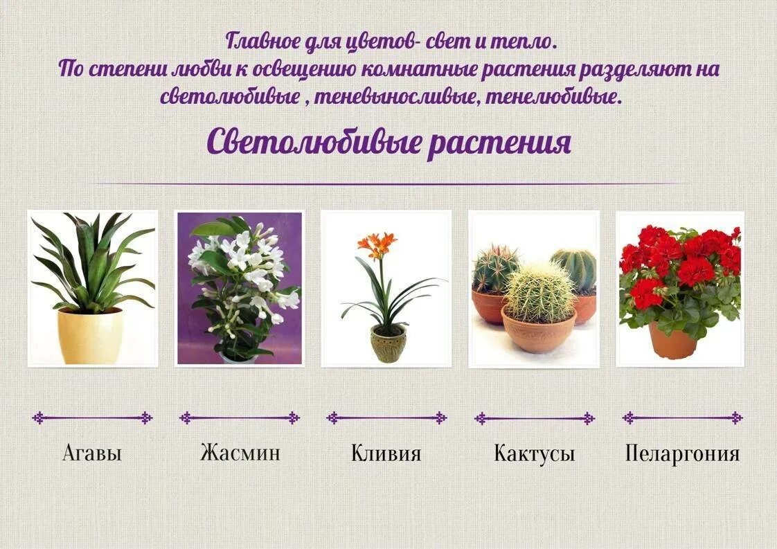 Суккулент эхеверия. Самые светолюбивые растения. Светолюбивые растения мезофиты. Самые светолюбивые растения. Светолюбивые комнатные растения названия.
