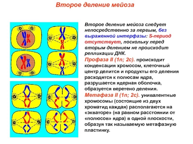 Интерфаза перед мейозом 2
