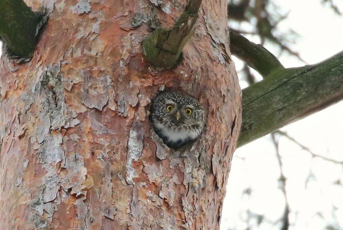 Воробьиный сыч в дупле. Сыч в дупле. Домовой сыч гнездо. Мохноногий сыч в дупле. Сова филин сыч.