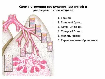 Воздухоносные пути ткань