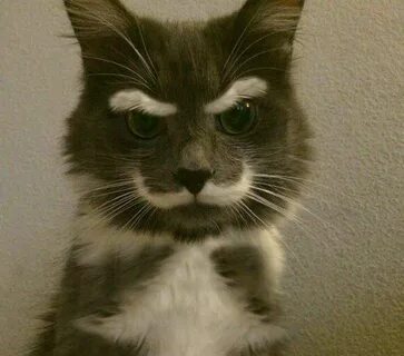 Кот будто