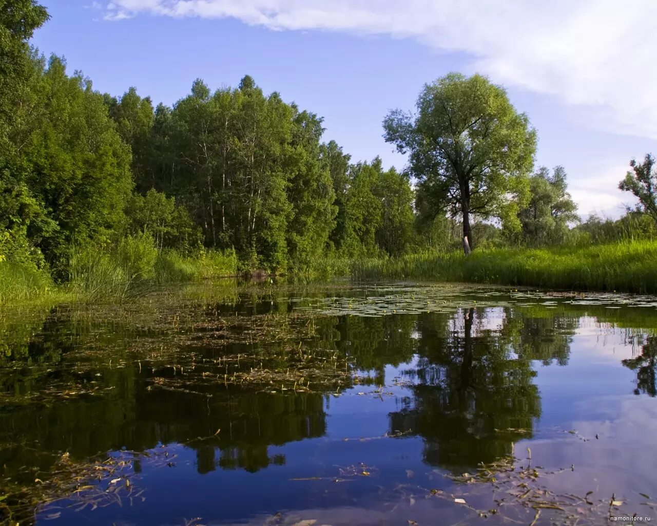 Река искитим. Река Койниха. Озеро Койниха. Река Койниха Новосибирская область.