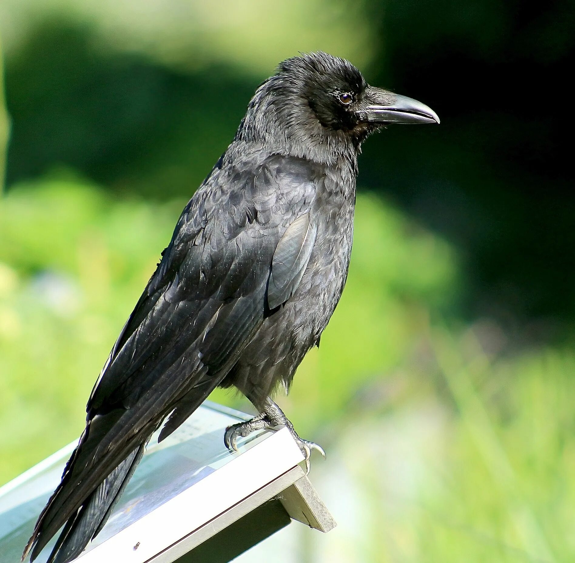 Ворона кар. Белоклювый ворон. Ворона обыкновенная. Corvus crassirostris.