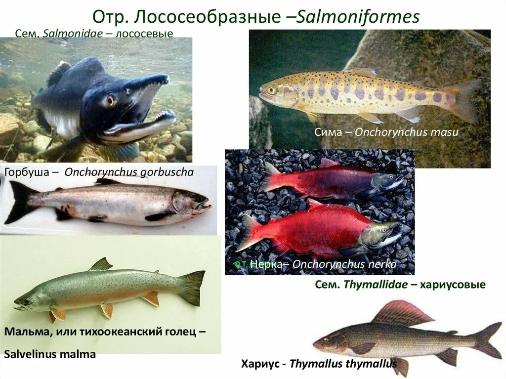 Класс костные рыбы отряд лососеобразные. Рыбы семейства лососевых названия. Классификация тихоокеанских лососей. Лососеобразные рыбы представители. Семейство лососевых рыб список по ценности.