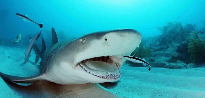 LEMON SHARKY Shark, Shark fishing, Shark facts