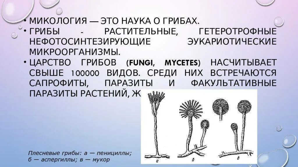 Наука про грибы. Наука о грибах. Микология это наука. Микология презентация. Микология грибы.