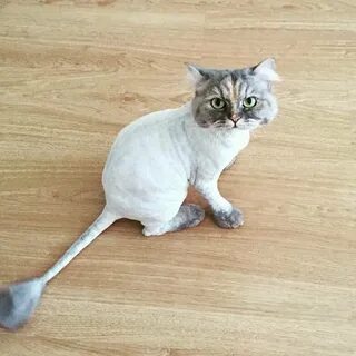 Побрить кошку налысо