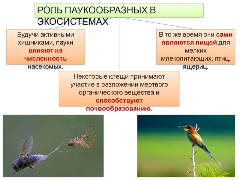 Важность клещей в экосистеме. Роль насекомых в экосистемах. Распространение паукообразных их роль в природе. Млекопитающие птицы клещи. Роль птиц в экосистеме