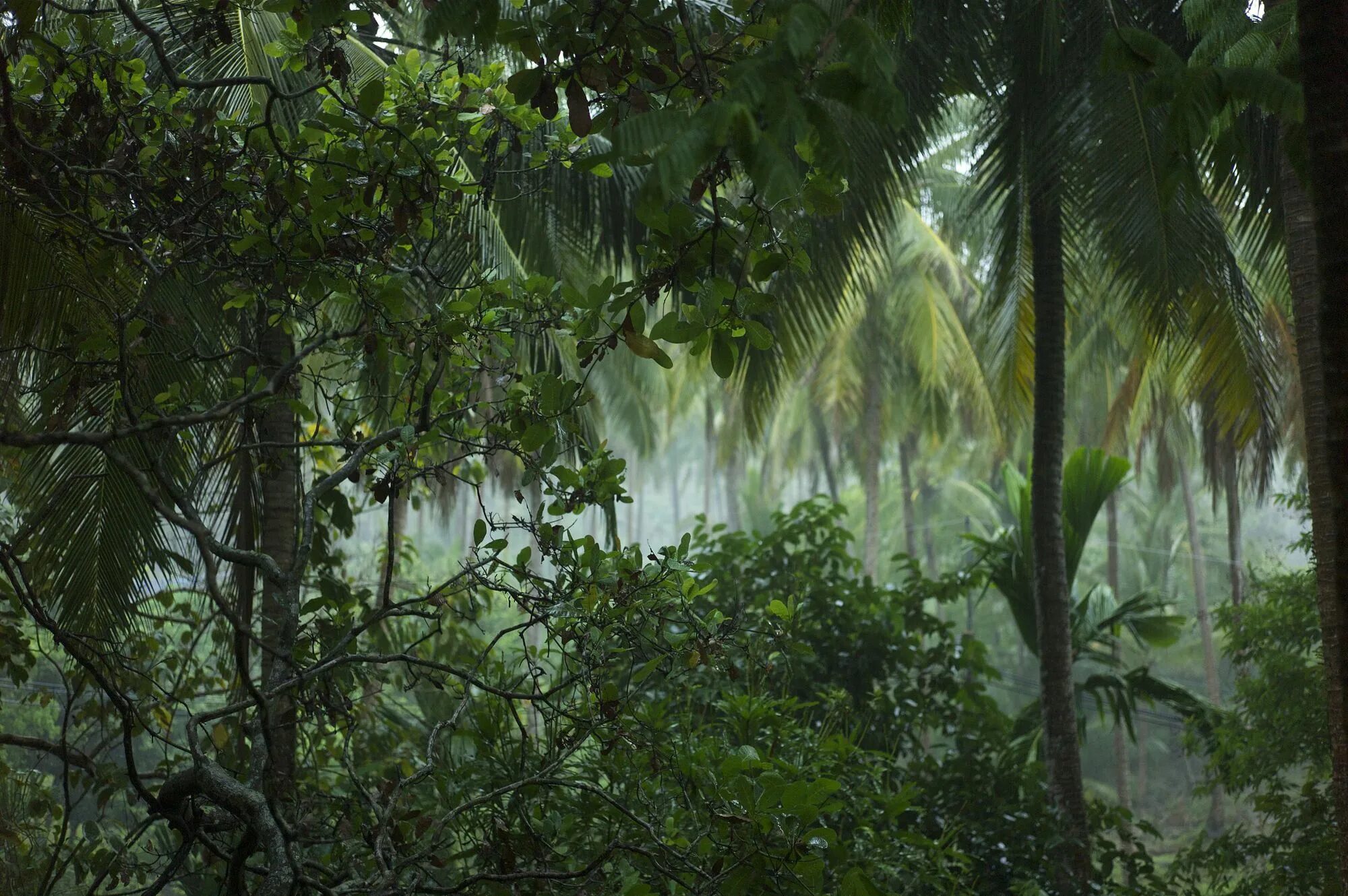 Вечнозеленый тропический дождевой лес. Влажные вечнозелёные тропические леса Бали. Тропический лес Тайланда. Таиланд дождевые леса.