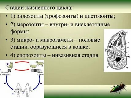 Протозоология это