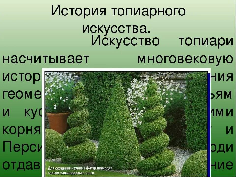 Сообщение о топиарном искусстве. Топиарное искусство. сообщение на тему топиарное искусство. основы топиарного искусства. топиарное искусство доклад.