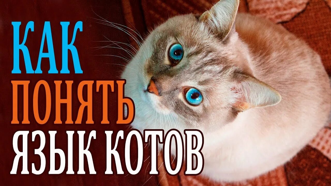 Говорить на языке кота. Привет по кошачьи. Словарь кошек. Кошачий язык словарь.