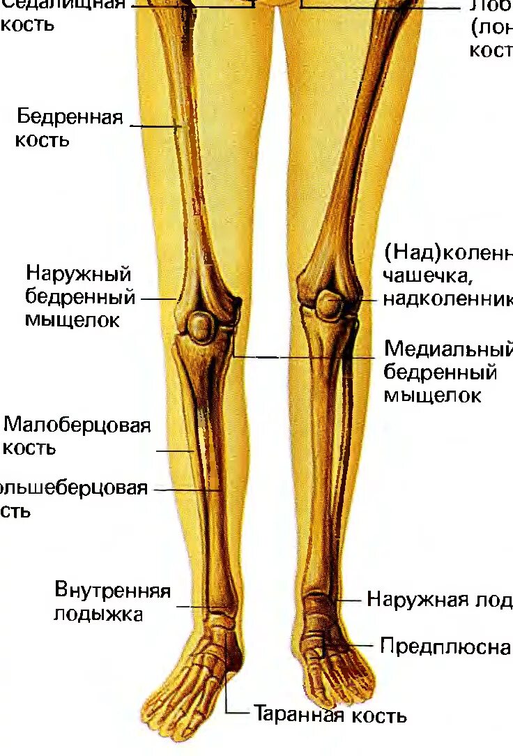 Кость где бедро. Строение ноги человека кости. Скелет нижней конечности коленный сустав. Строение кости ноги человека ниже колена с описанием. Нога анатомия строение кости.