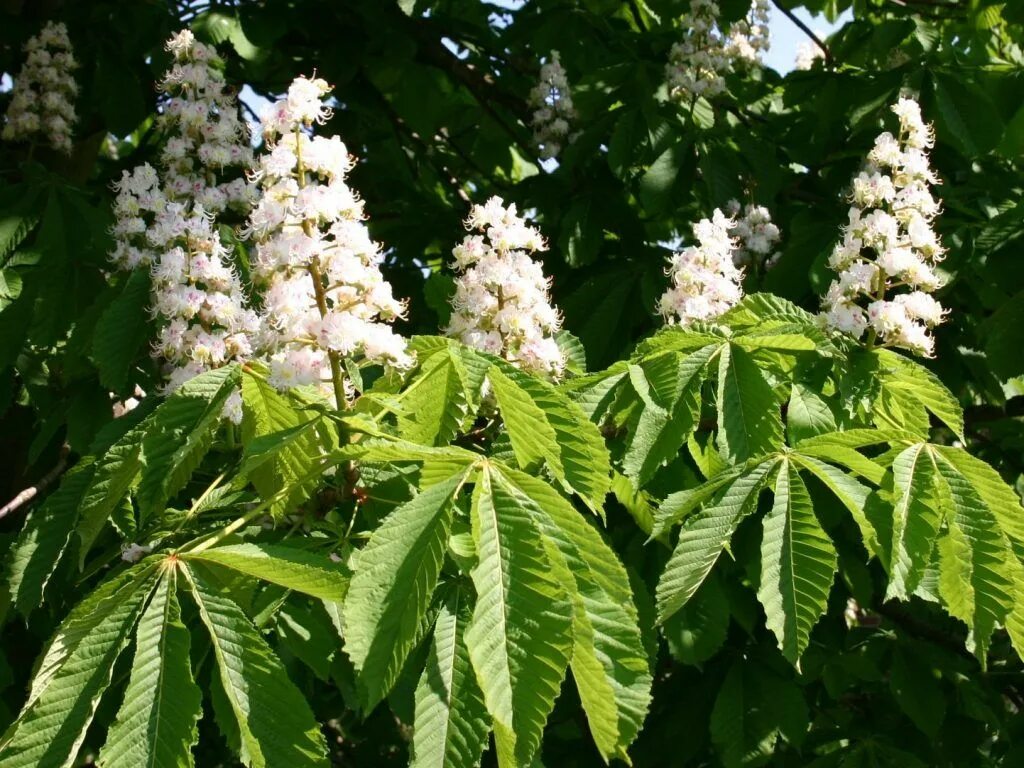 Конский каштан обыкновенный. Конский каштан обыкновенный Aesculus hippocastanum. Каштан конский обыкновенный дерево. Каштан конский саженцы. Виды каштановых