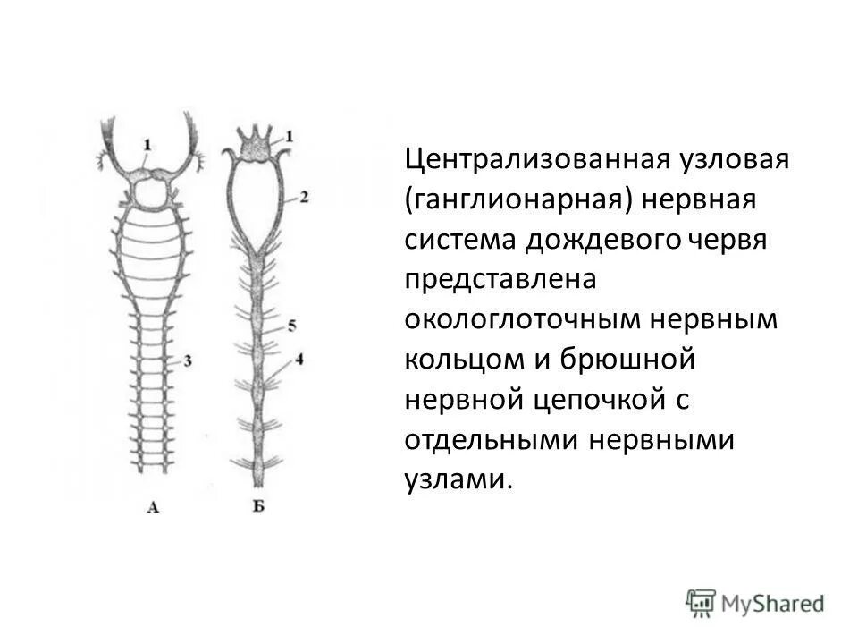 Какую функцию выполняет брюшная нервная цепочка. Узловая нервная система дождевого червя. Нервнаятсистема дождевого червя. Нервная система червя. Нервная система брюшная нервная цепочка.