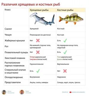 Классы хрящевых рыб таблица
