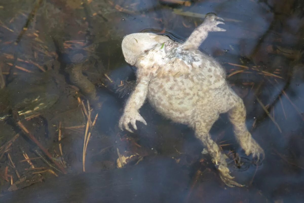 Утонувшая жаба. Цвет злая жаба тон. Мышь и жаба. Утонувшая жаба. Утонувшая жаба.