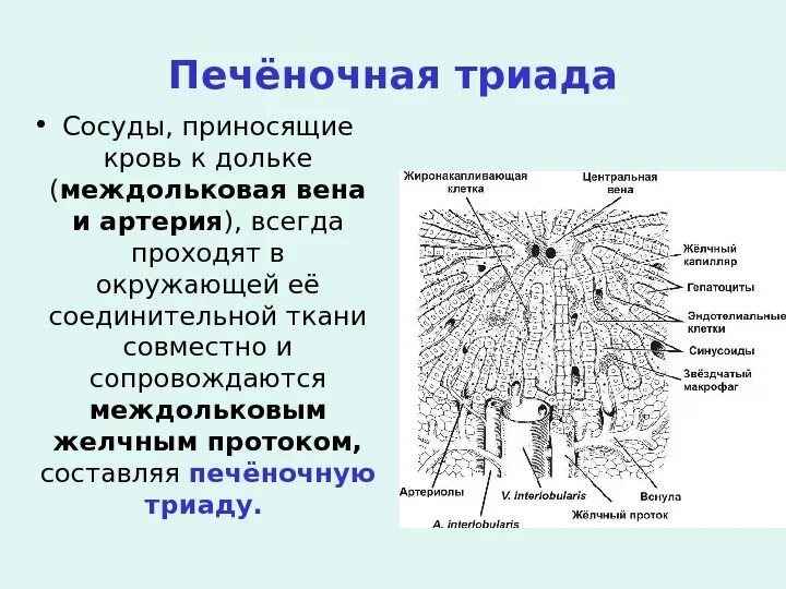 Триада печени. Функция печеночной дольки печени. Строение печеночной дольки гистология. Печеночная долька строение что такое Триада. Междольковая Триада печени гистология.