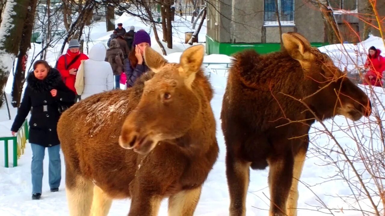 Лоси в Москве. Лось гуляет по Москве. Лось в Гольяново. Комплекс Лось Москва.