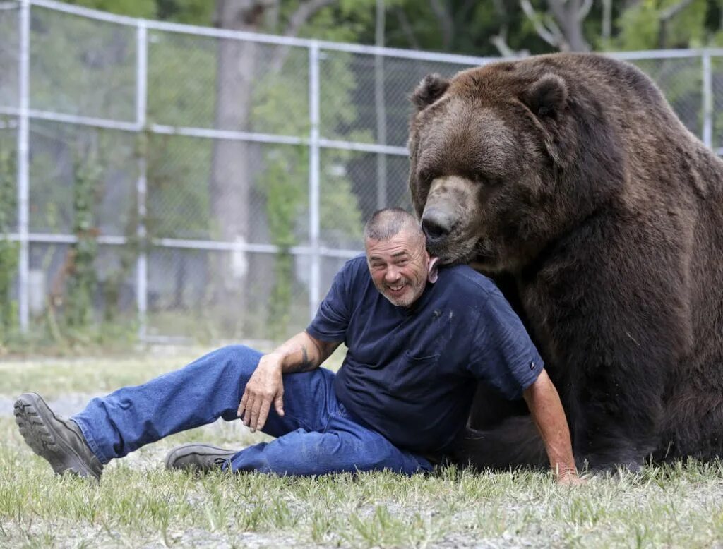 Бурый медведь Кадьяк. Медведь Кадьяк самый большой в мире. Кадьяк барт. Джим Ковальчик. Громадный это какой