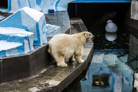 Зоопарк новосибирск новые животные