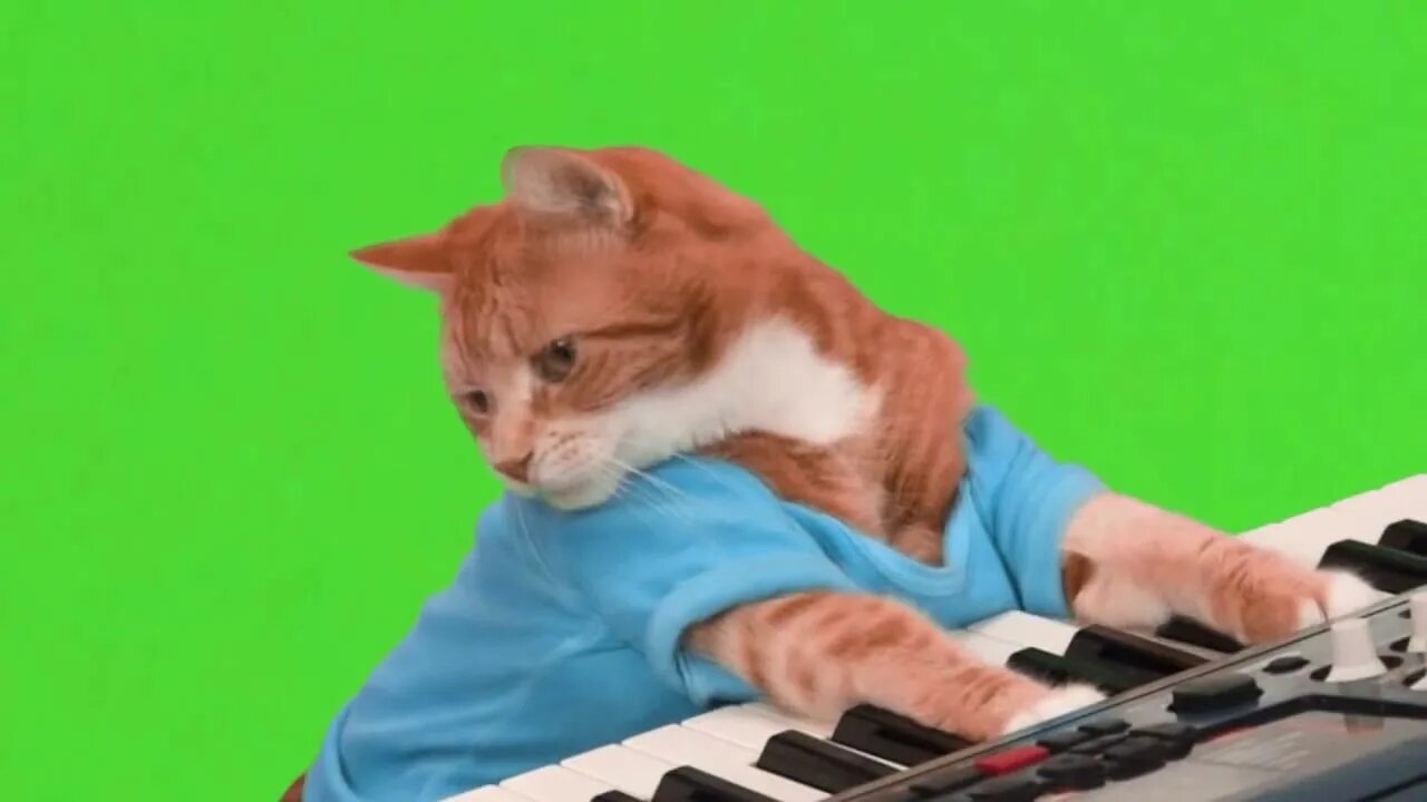 Кот хрустит хромакей. Кот на зеленом фоне. кот хромакей. фон хромакей кот. коты на фоне хромакея.