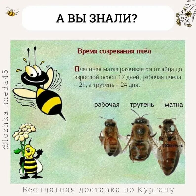 Какую работу выполняют пчелы