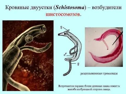 Листовидная форма червей