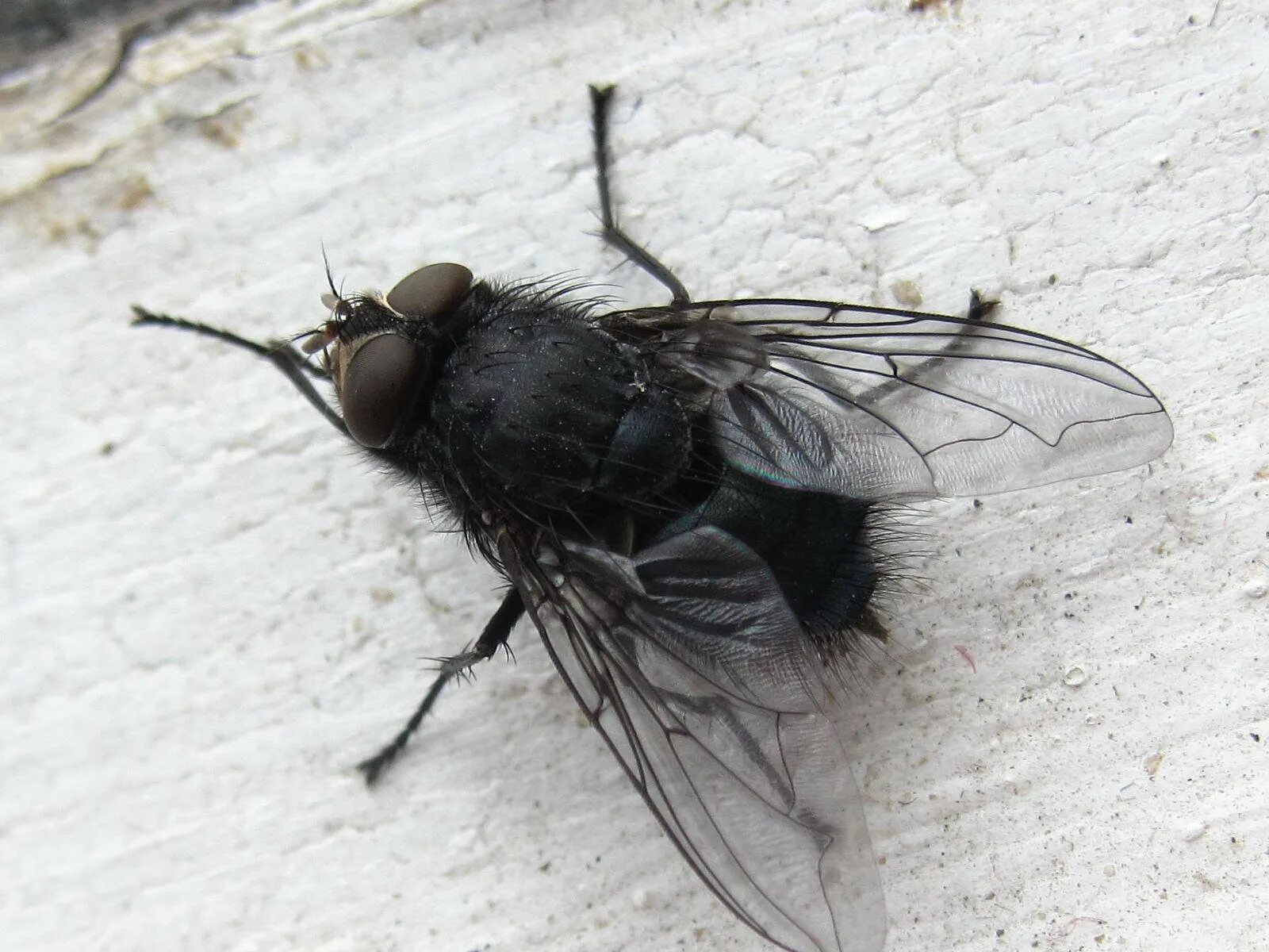 Муха судьба. Муха каллифора. синяя падальная муха. падальная муха calliphora. черная навозная муха.