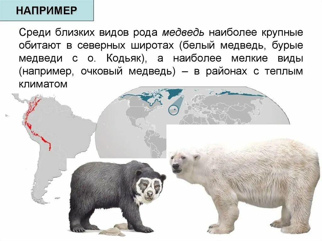 Где проживают медведи. Очковый медведь ареал. Ариал обитания бурого медведя. Ареал обитания белых медведей. Ареал обитания белых медведей на карте России.