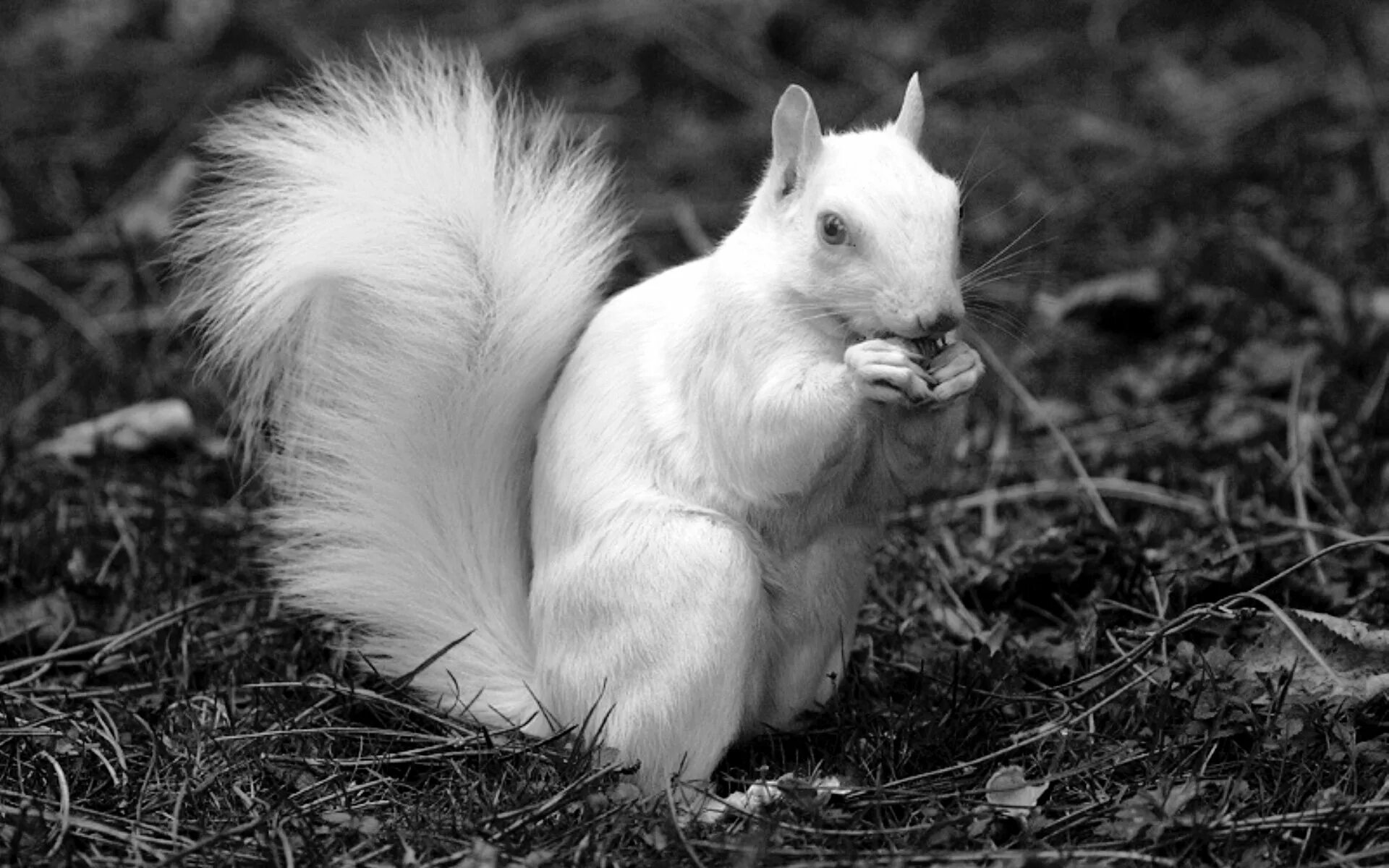 Сорока альбинос. Панденок альбинос. Линь альбинос. Валлаби альбинос. Альбинизм у животных и растений.