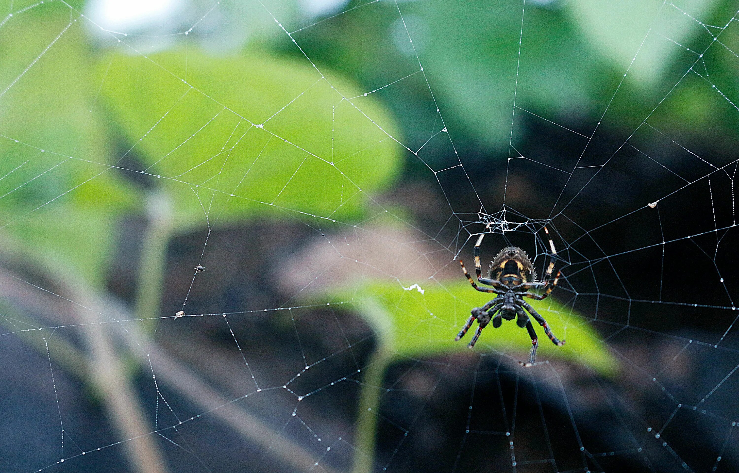 Паутина паука отшельника. Черный паук. Супер паук. Дети пауков. Spiders pictures