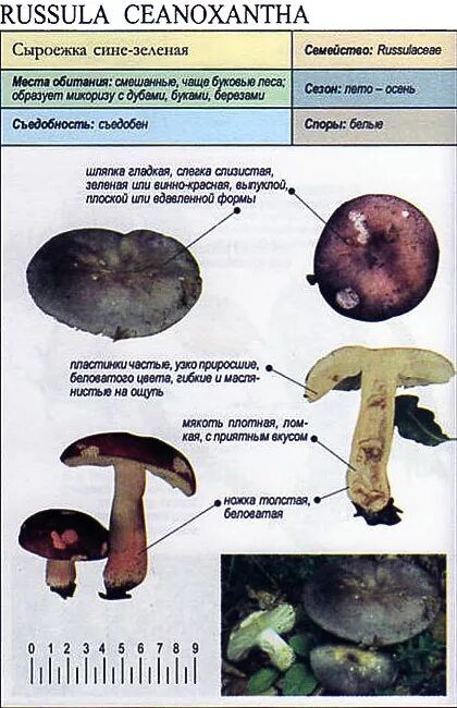 Сыроежка гриб ложный и съедобный. Грибы похожие на сыроежки. Сыроежка сине-зеленая. Съедобные грибы типа сыроежек. Какую среду обитания освоила сыроежка биология 5