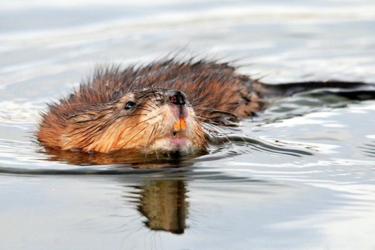 Ондатра мускусная крыса. Водяная крыса ондатра. Ондатра (Ondatra zibethicus). Ондатра Речная крыса. Ондатра относится к отряду