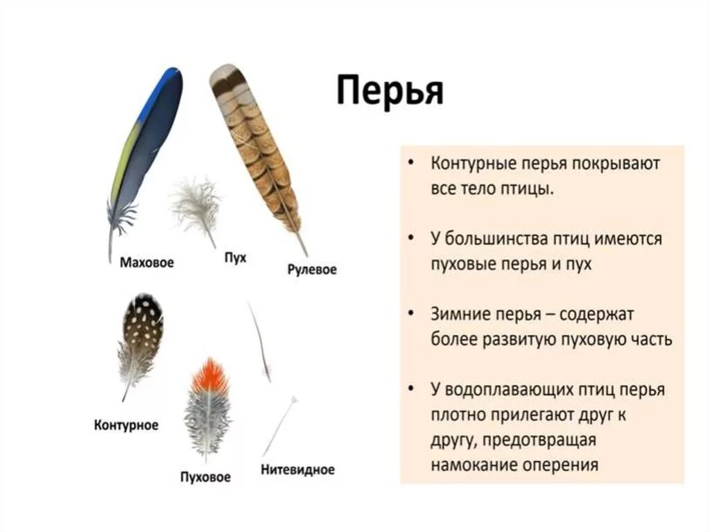 Значение пухового пера. Типы перьев. Перья птиц. Типы перьев у птиц. Маховые и рулевые перья.