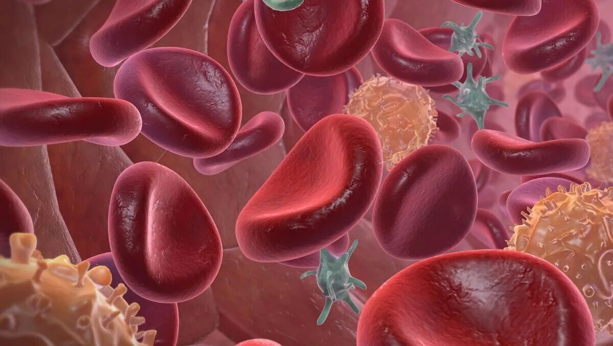 Тромбоцитопеническая пурпура кровь. Клетки крови. Тромбоциты. Гигантские тромбоциты.