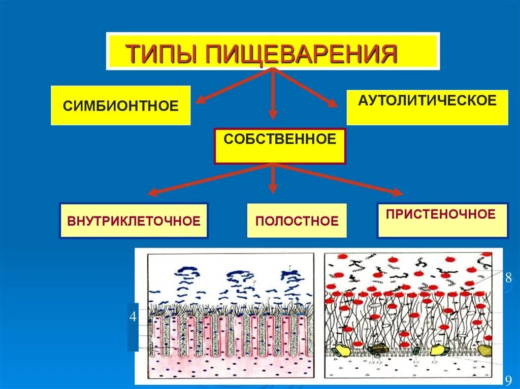 Что такое пристеночное пищеварение. Полостное пристеночное и внутриклеточное пищеварение. Типы пищеварения - полостное, пристеночное. Типы пищеварения внутриклеточное полостное и мембранное. Типы пищеварения физиология полостное внутриклеточное.