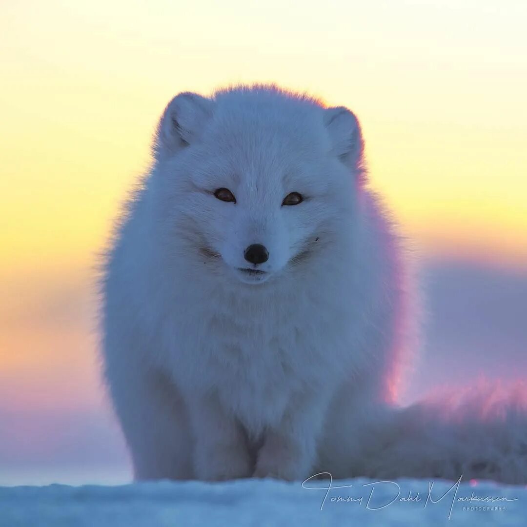 Полярная лисица песец. Тундровый песец. Песец Арктическая лиса. Тундровый голубой песец. Покажи fox
