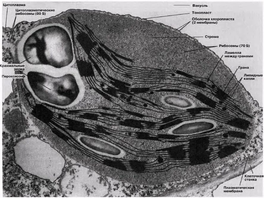 микрофотография хлоропласта. электронная микрофотография хлоропласта. пластиды электронная микрофотография. хлоропласт микрофотография. пластиды электронная микрофотография.