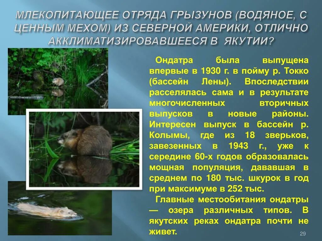 Известно что ондатра млекопитающее отряда грызунов. Млекопитающие отряд грызунов. водное животное с ценным мехом. якутская ондатра.