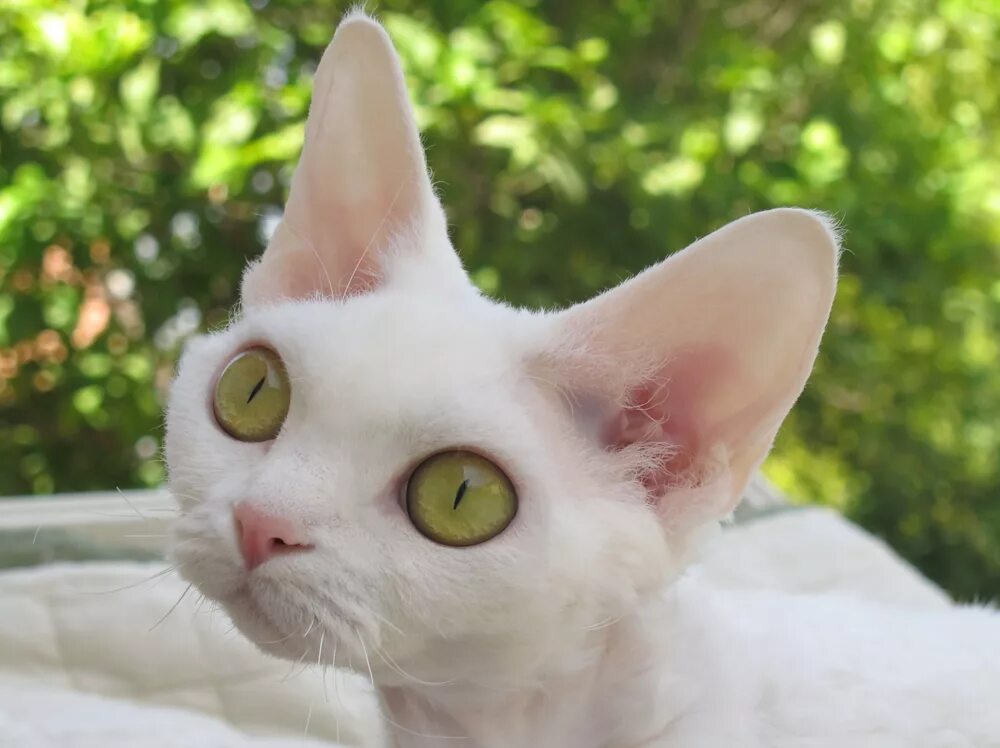 Гипоаллергенные коты. Девон рекс белый. Кот Девон рекс белый. Девон рекс кошка белая. Девон рекс белый котенок.