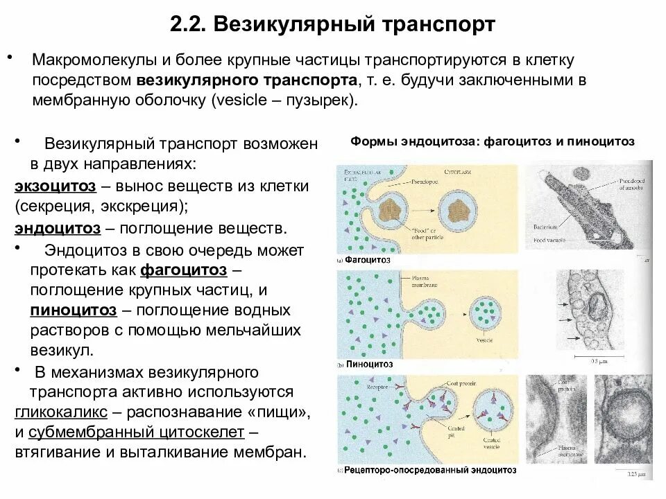 Транспорт белков внутриклеточный. Транспорт веществ через мембраны: везикулярный транспорт.. Везикулярный транспорт схема. Типы везикулярного транспорта.