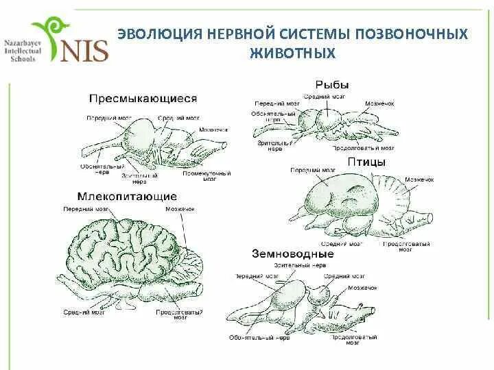 Центральная нервная система позвоночных животных. Центральная нервная система позвоночных животных