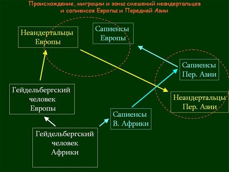 Какие версии их происхождения и миграции. Теория миграции массея. теория африканского происхождения человека. теории происхождения миграции массея.