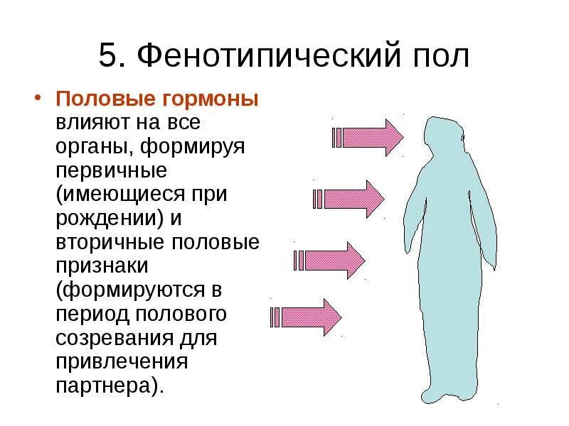 Нарушения функций женских половых желез. Наиболее частые формы половых нарушений. Полный половый. Факторы, влияющие на соотношение полов. Первичное вторичное и третичное соотношение полов.