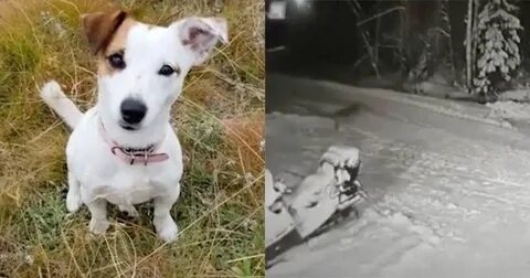 Где спасли собаку