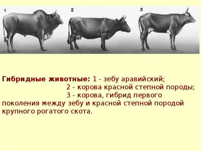Рогатый скот примеры