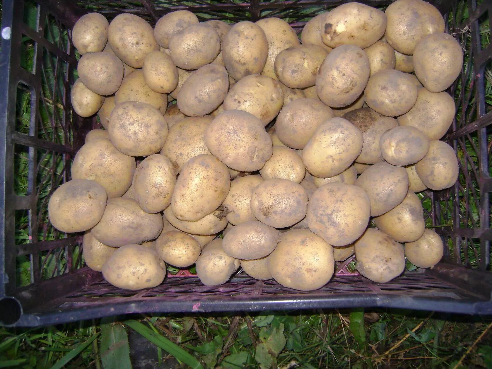 Картофель Венетта сорт. Сорт картофеля Рагнеда. Семенной картофель «Рагнеда».