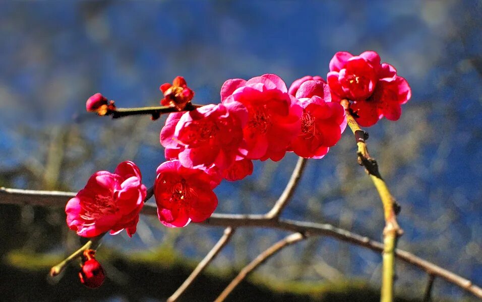 Автор сакуры. Зимой зацвели цветы.