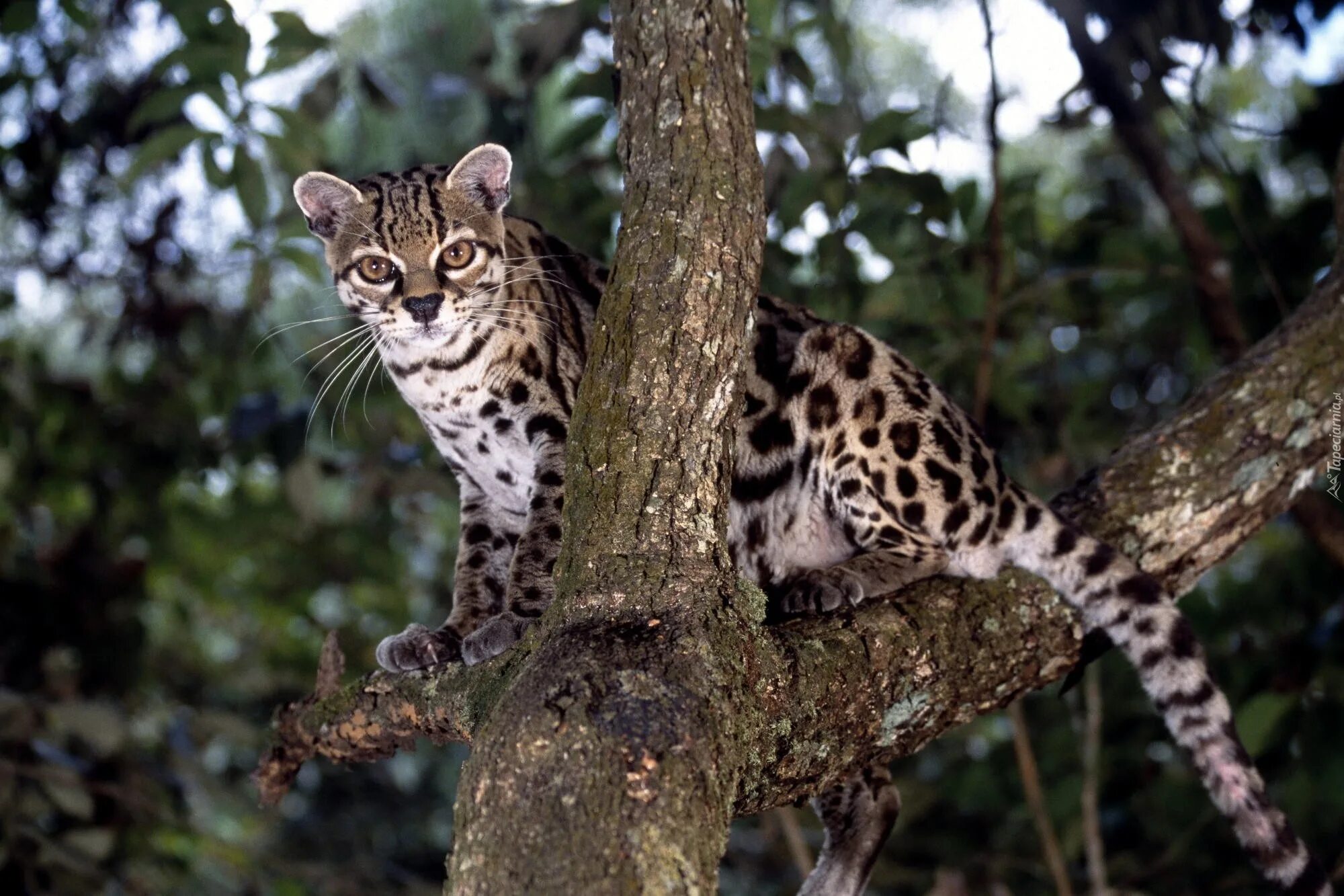 Маргаи кошки. Оцелот, онцилла, Маргай. Леопард онцилла. Оцелот (leopardus pardalis). Длиннохвостая кошка Маргай.